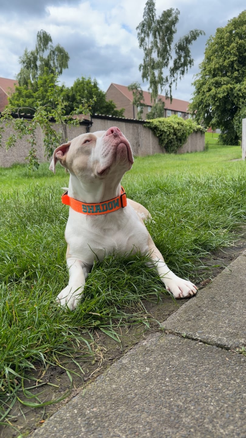 Customer photo review of 4cm Combat® Collar | With Handle & Secured Clip - Orange