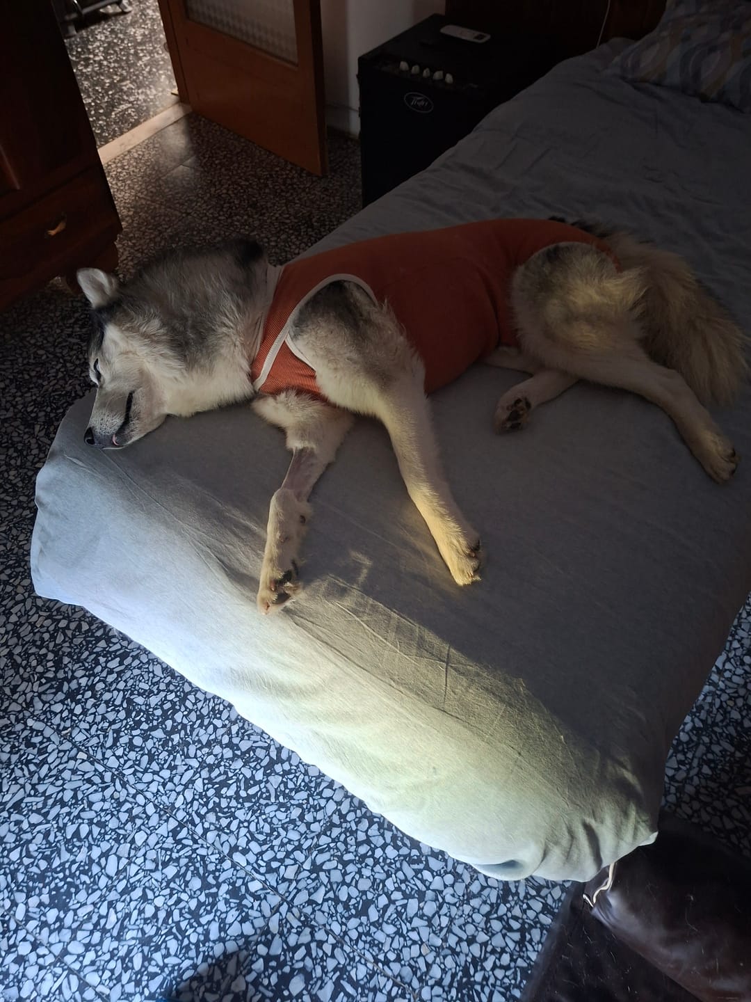 Customer photo review of Body Castrazione cane maschio