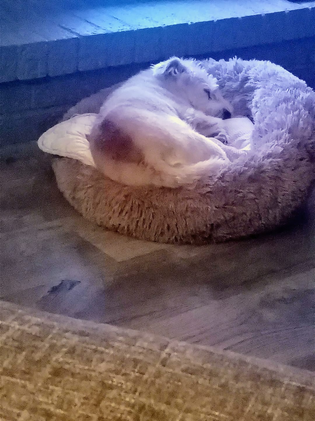 Customer photo review of The Original Fluffy Bean® Pet Bed