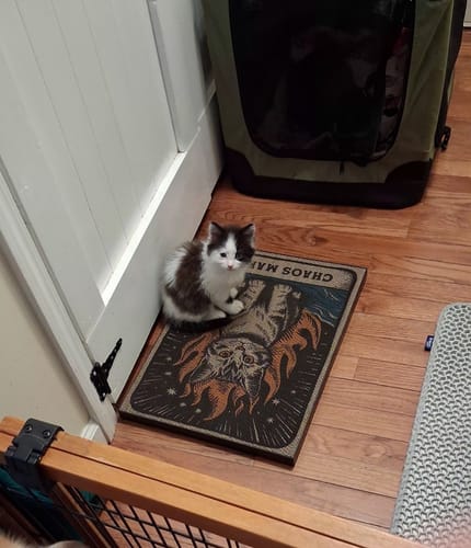 Customer photo review of Chaos Maker - Luxury Cat Scratching Board