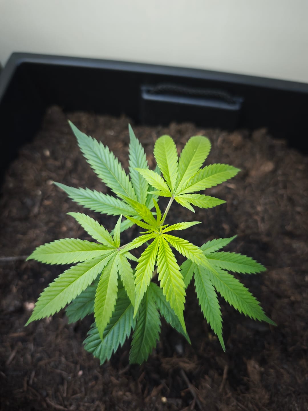Customer photo review of Girl Scout Cookies Steckling