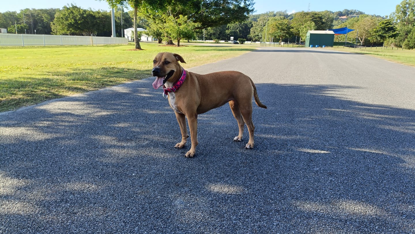 Customer photo review of Martingale Collar and Multipurpose Leash Set - Fuchsia Camo