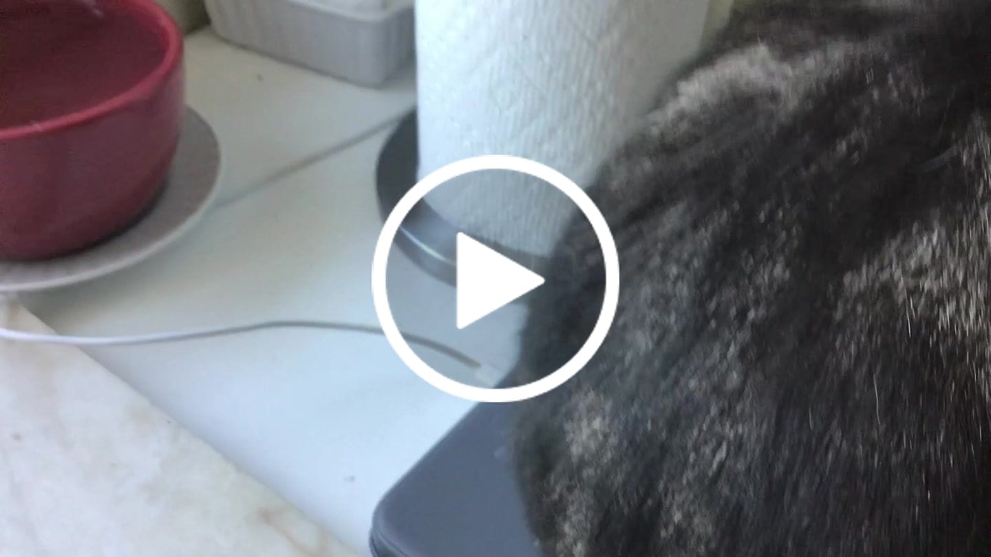 Customer video review of 6x Blisso Advanced Cat Probiotic
