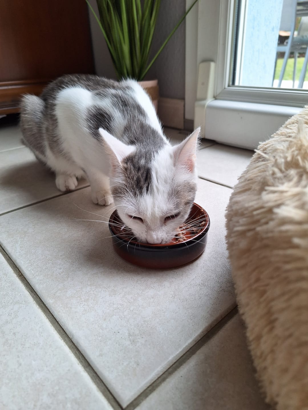 Customer photo review of Pâtée Chaton Sans Céréales - Truite