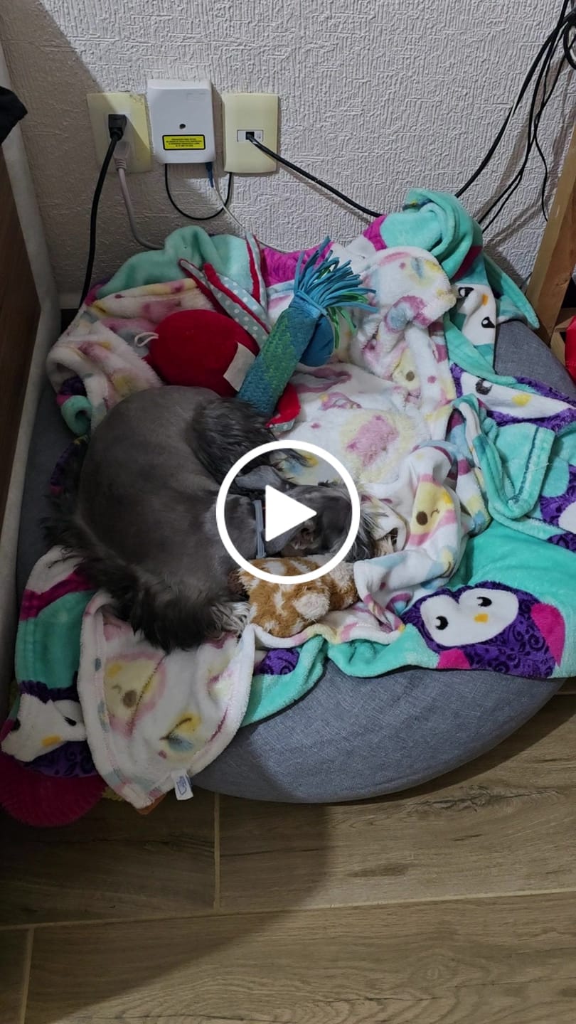 Customer video review of Cama Antiestrés para Perros