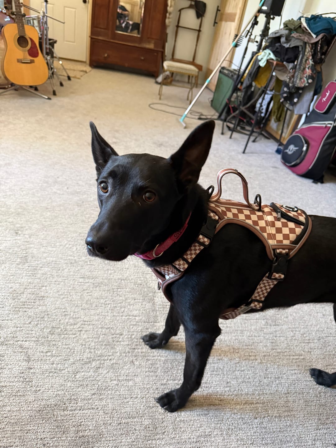 Customer photo review of Cream & Cocoa - Adventure Harness