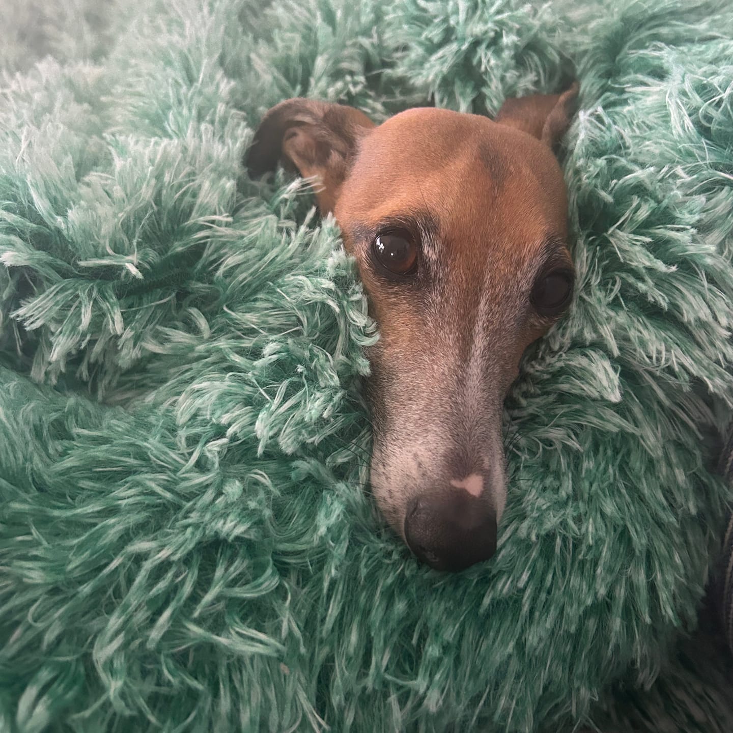 Customer photo review of Brooklyn® Deep Sleep Pet Bed