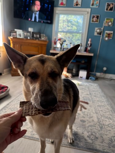 Customer's German Shepherd holding a Beef Jerky Strip in its mouth inside a home.