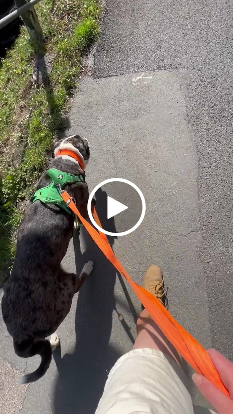 Customer video review of Training Double Ended Dog Lead | 2m Length -  Orange