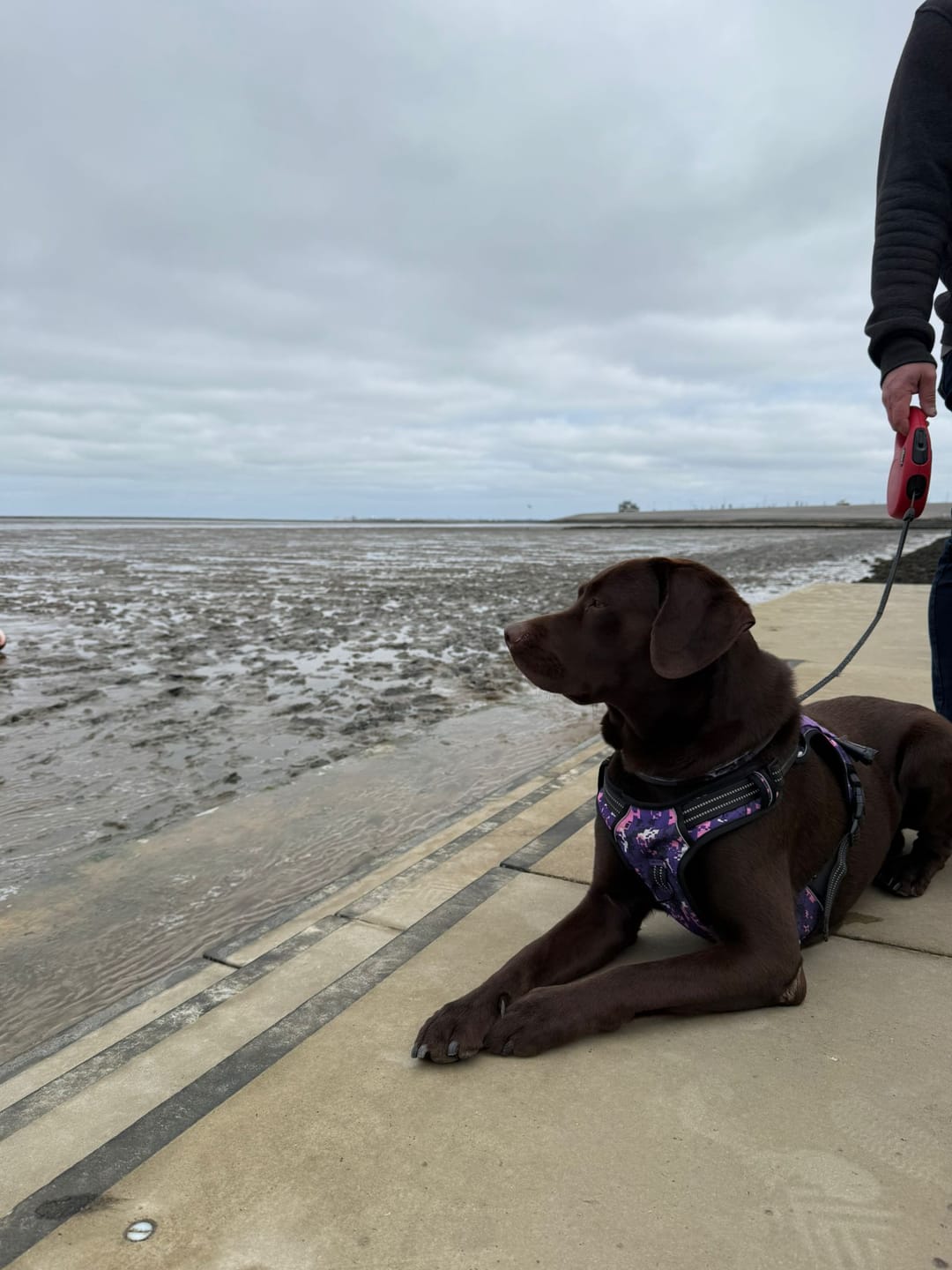 Customer photo review of Allergietest Plus Hund