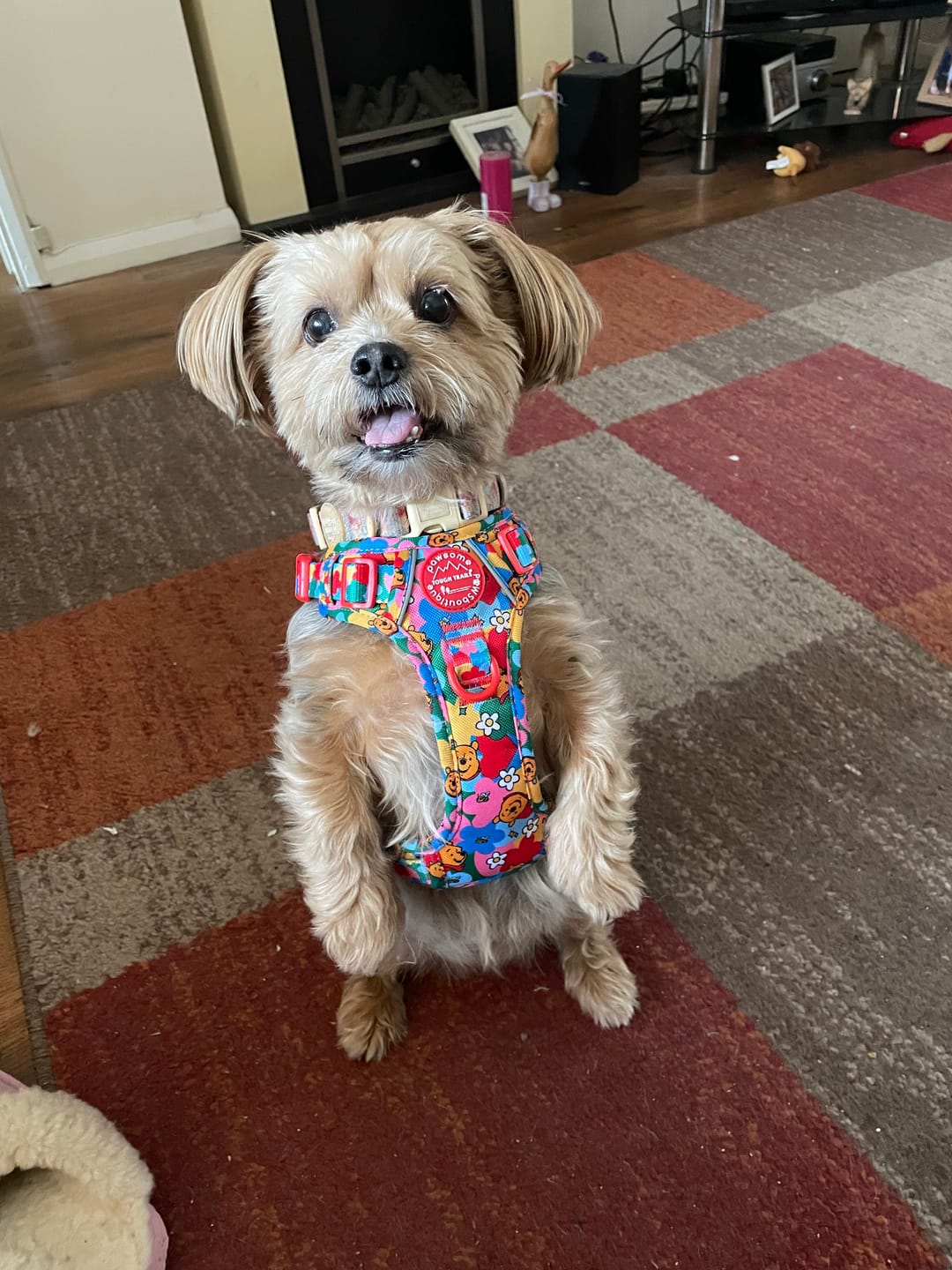 Customer photo review of Disney© Tough Trails™ Harness - Winnie Goes Retro