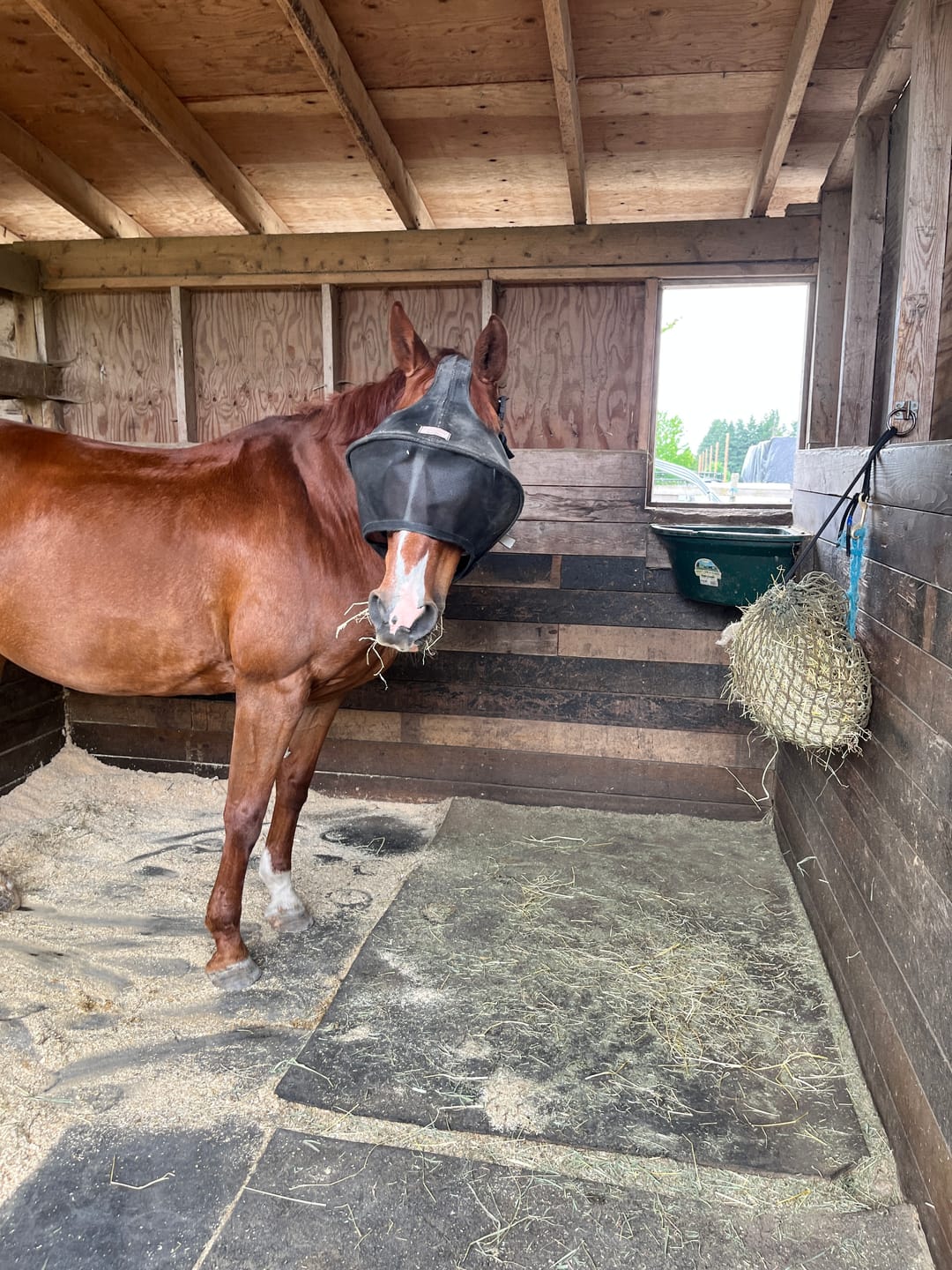 Customer photo review of Solar Vizor Fly Mask - Standard Style