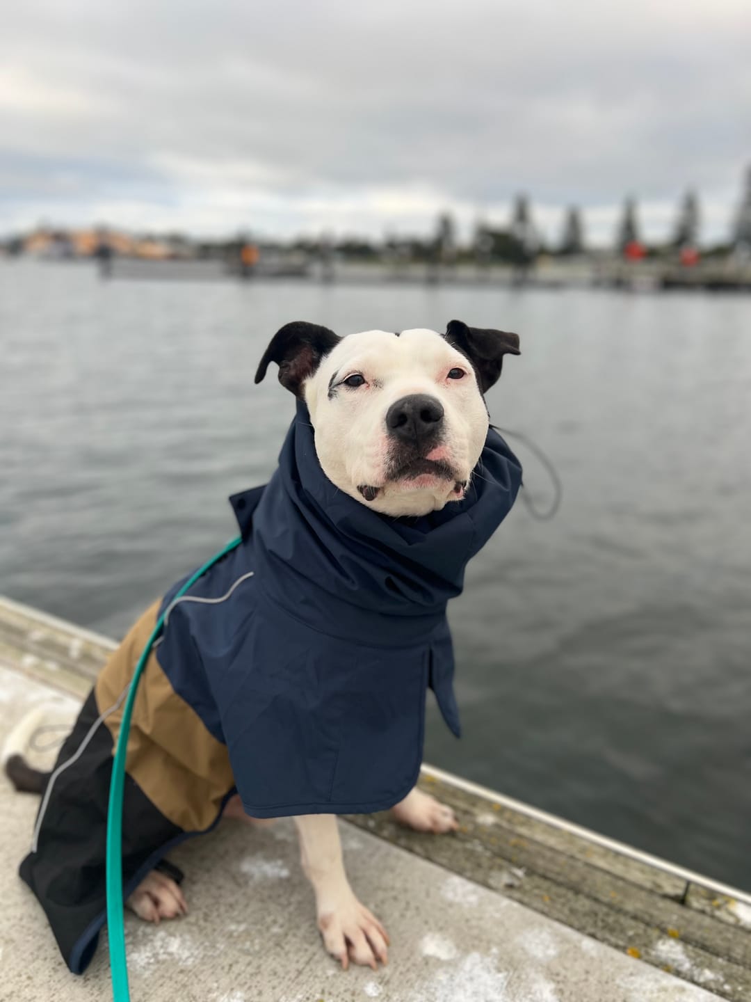 Customer photo review of Breatheshield™ Dog Raincoat - Blue Gold Black