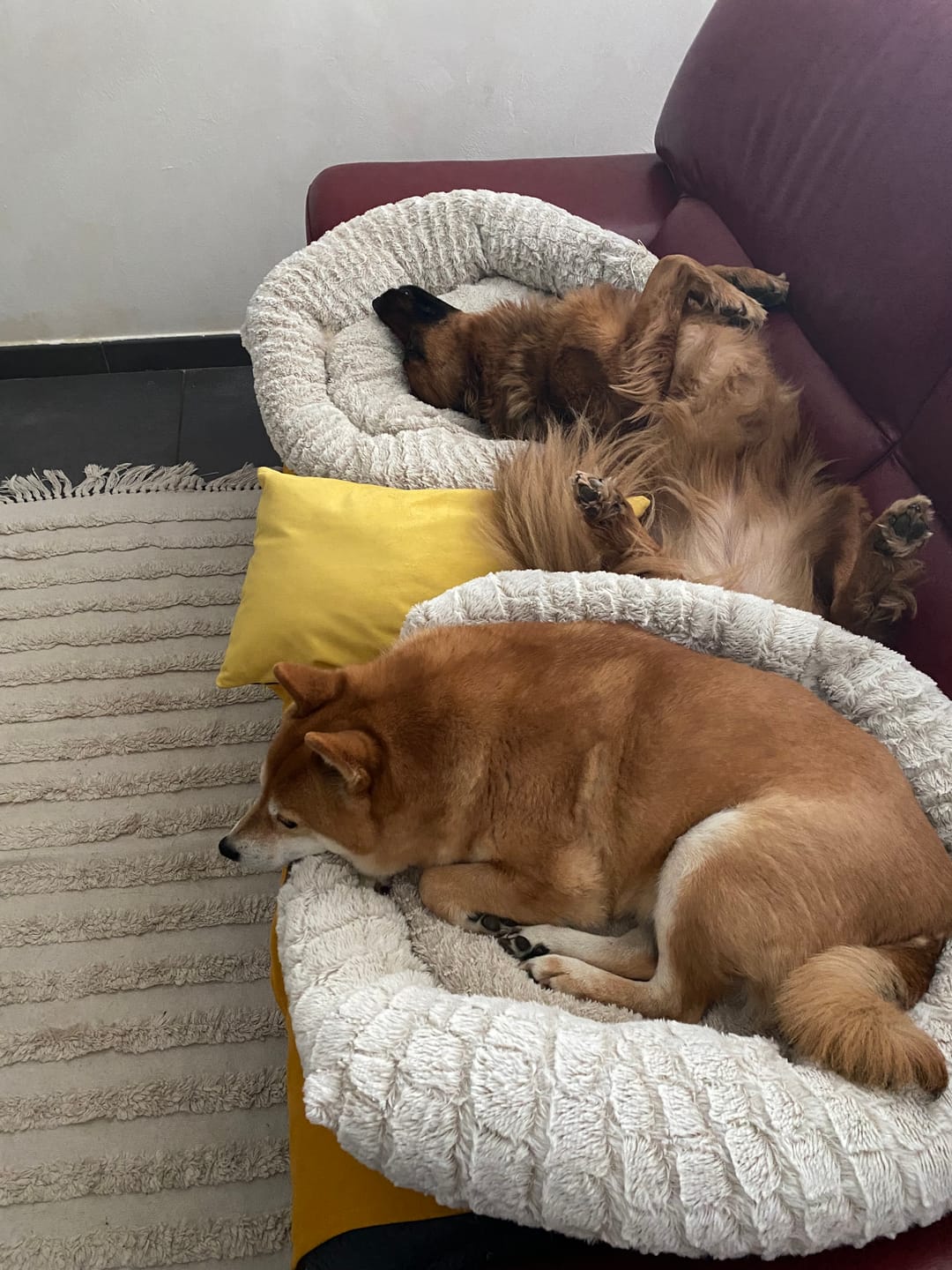 Customer photo review of Croquettes Poulet & Petit Pois - Chien Moyenne & Grande race