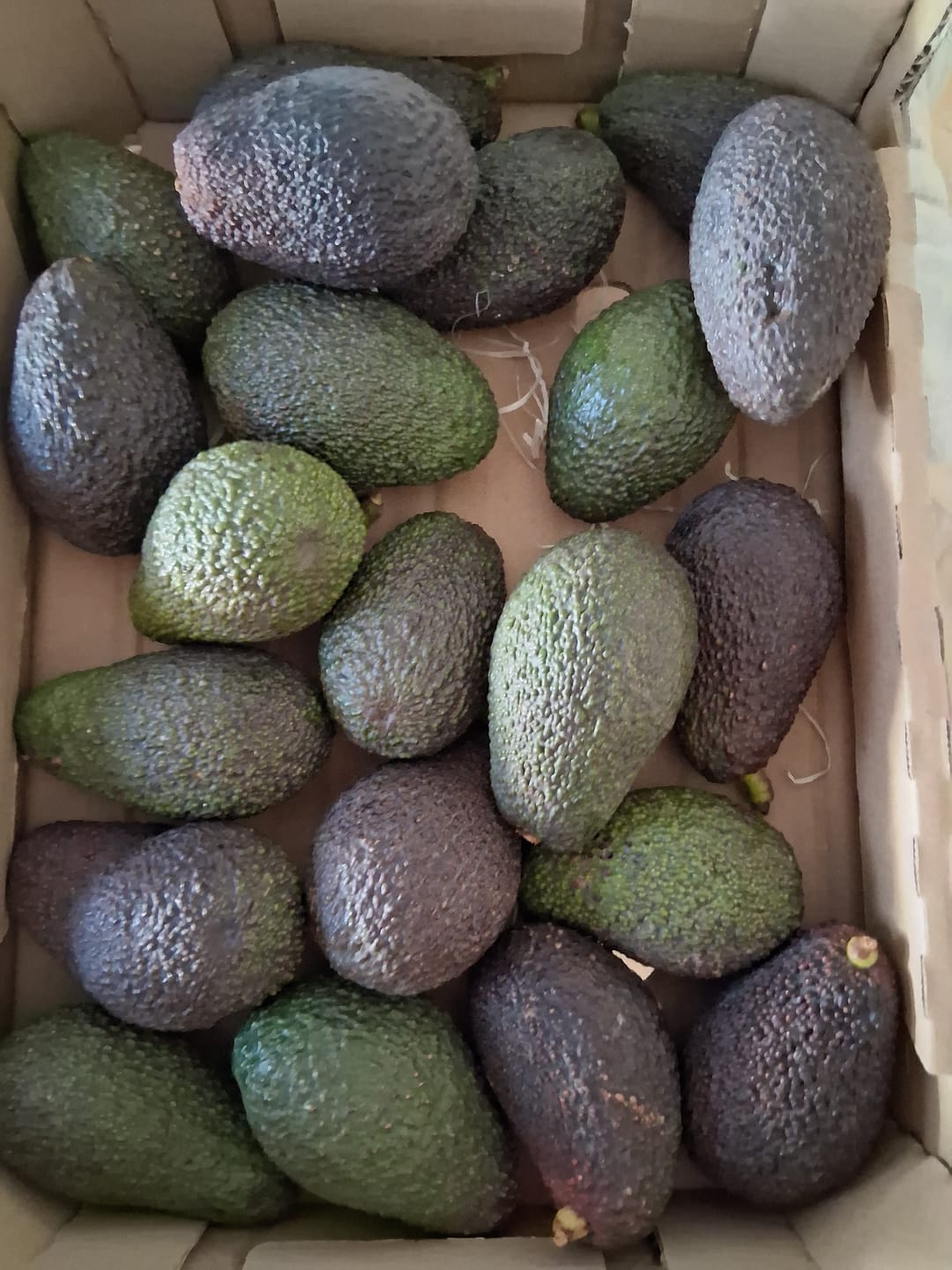 Customer photo review of Avocado Hass 13 Monate baumgereift Bio Kreta von Apostolis