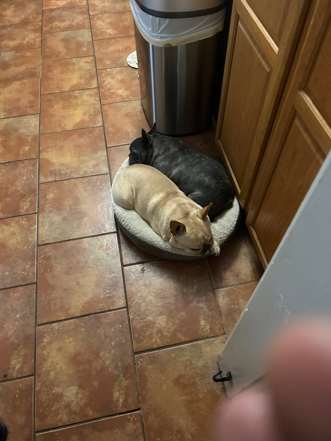 Customer photo review of Iron Paws Daily Human-Grade Superfood For Dogs