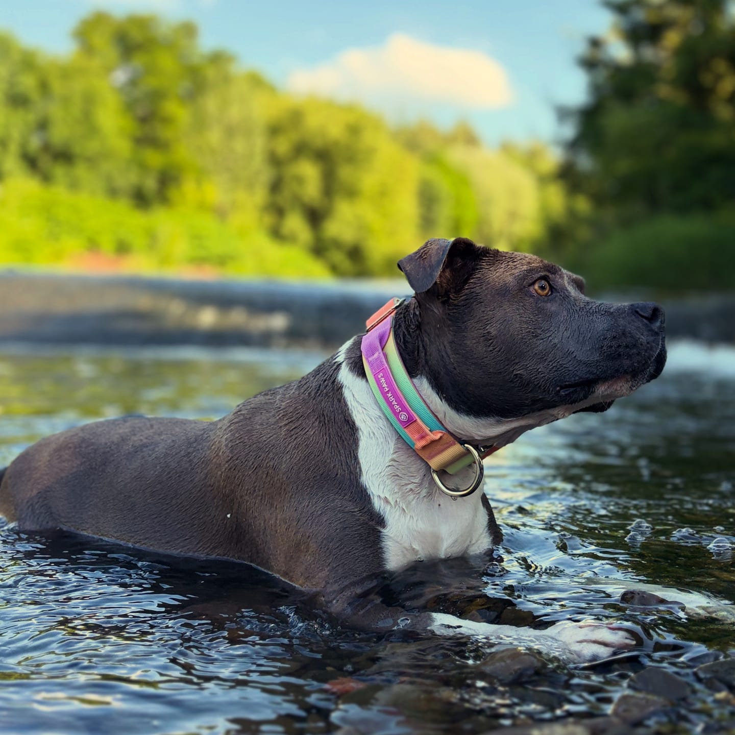 Customer photo review of Comfort Control Collar - Pastel Icing