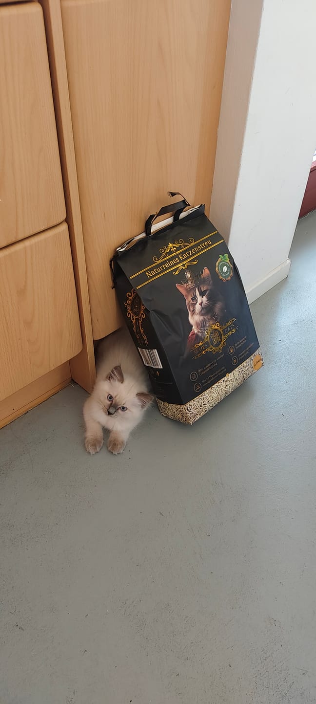 Customer photo review of Katzenstreu 2+1 Aktion
