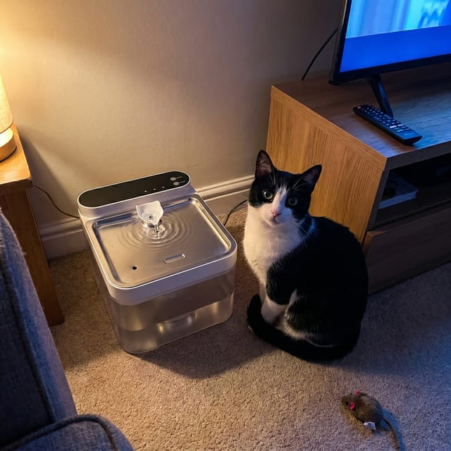 Customer photo review of Purestream AquaOne - Automatic Cat Fountain
