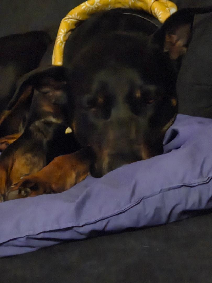 Customer photo review of Bark-Less Bites