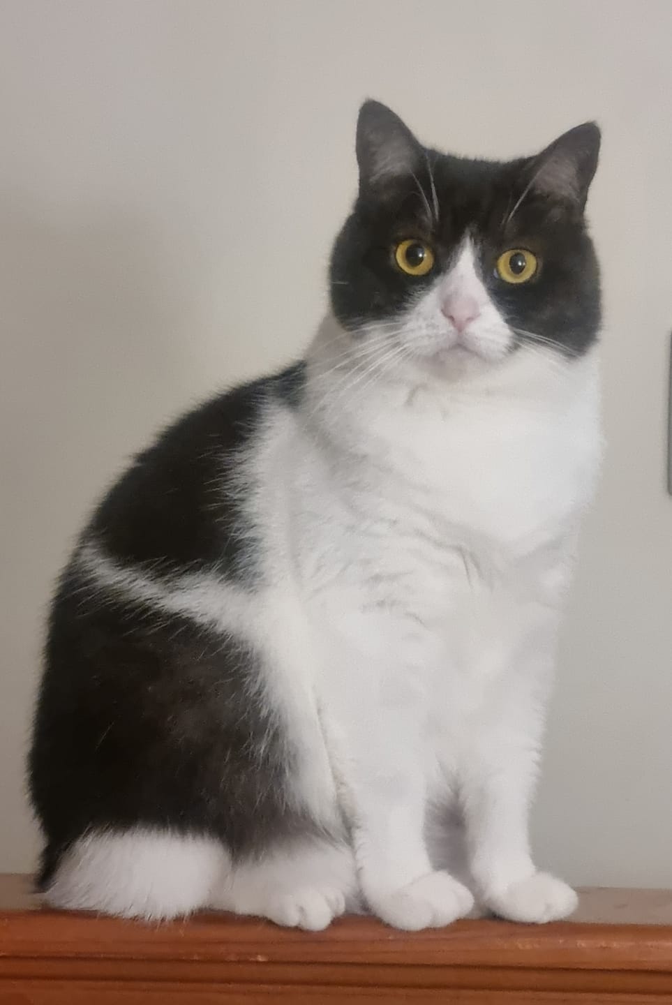 Customer photo review of Pink Floyd Feline T-Shirt