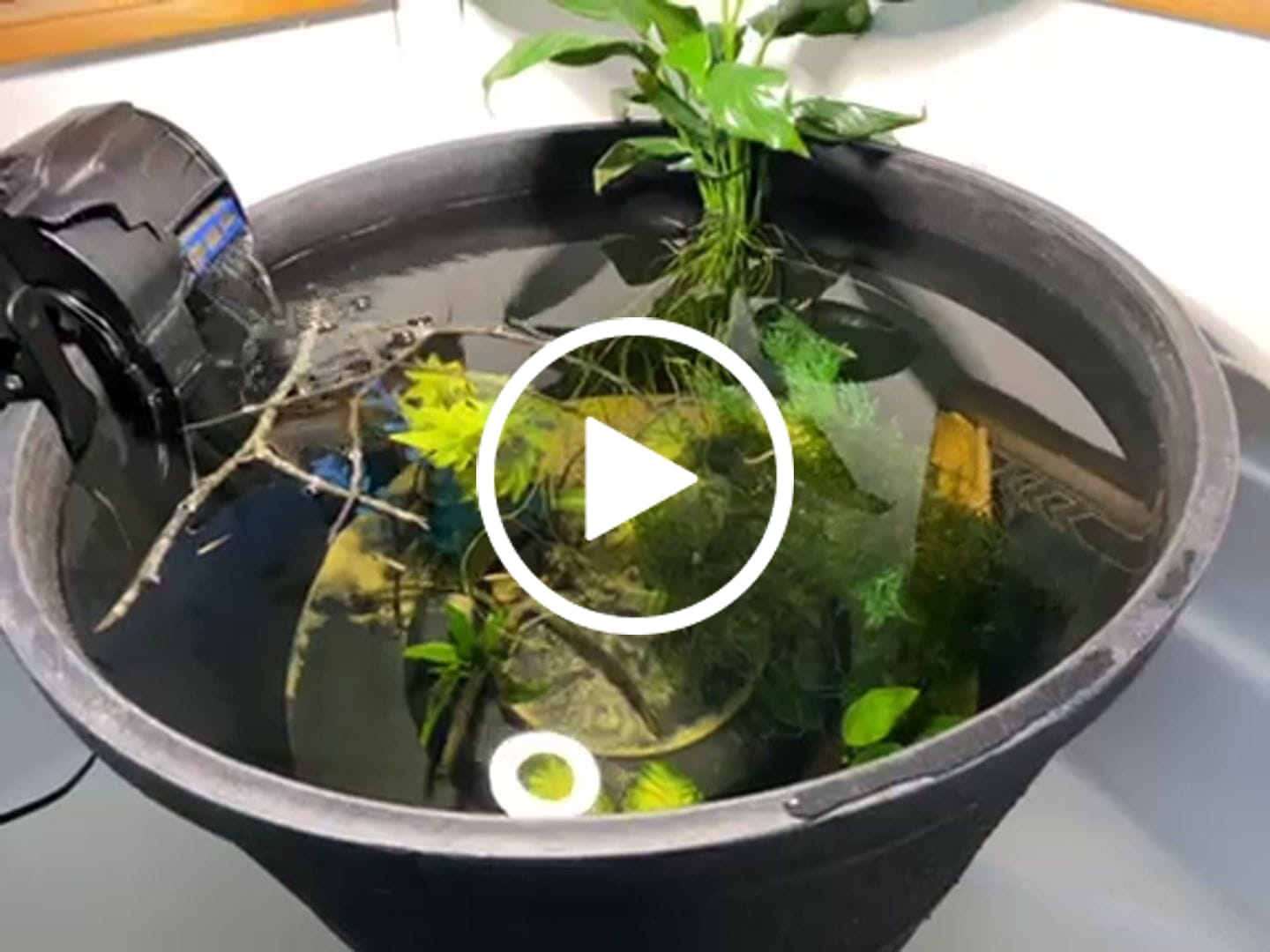 Customer video review of Golden White Cloud Mountain Minnow (Tanichthys albonubes)