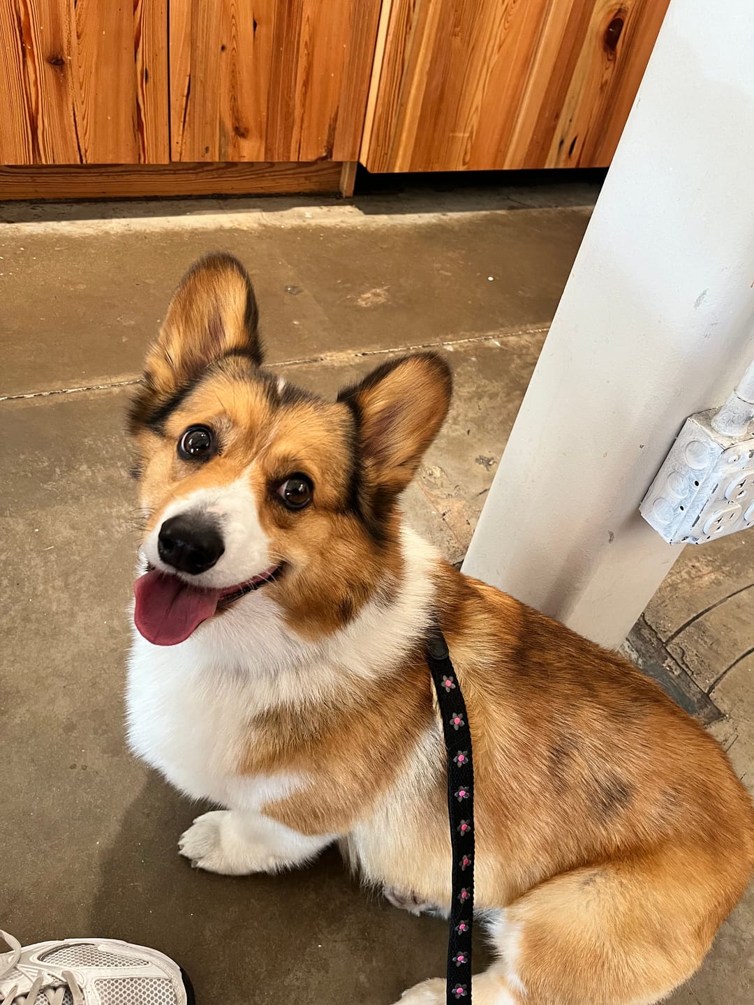 Customer photo review of Daisy Dog Leash - Black