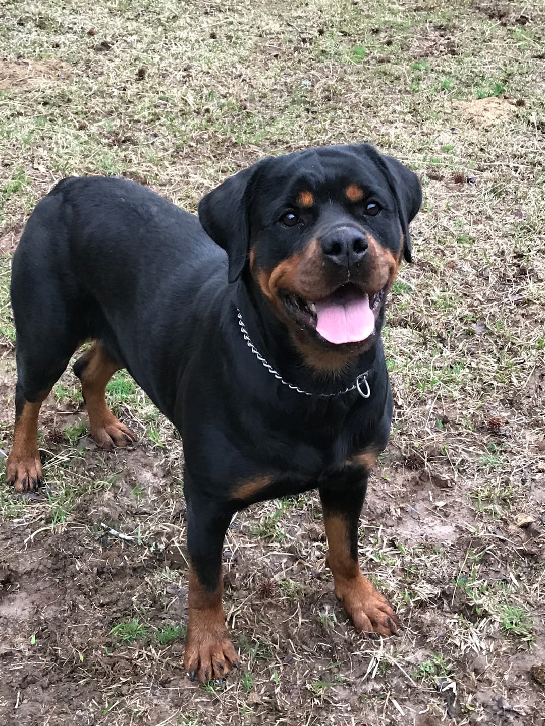 Customer photo review of Heavyweight Dog Choke Chain Collars