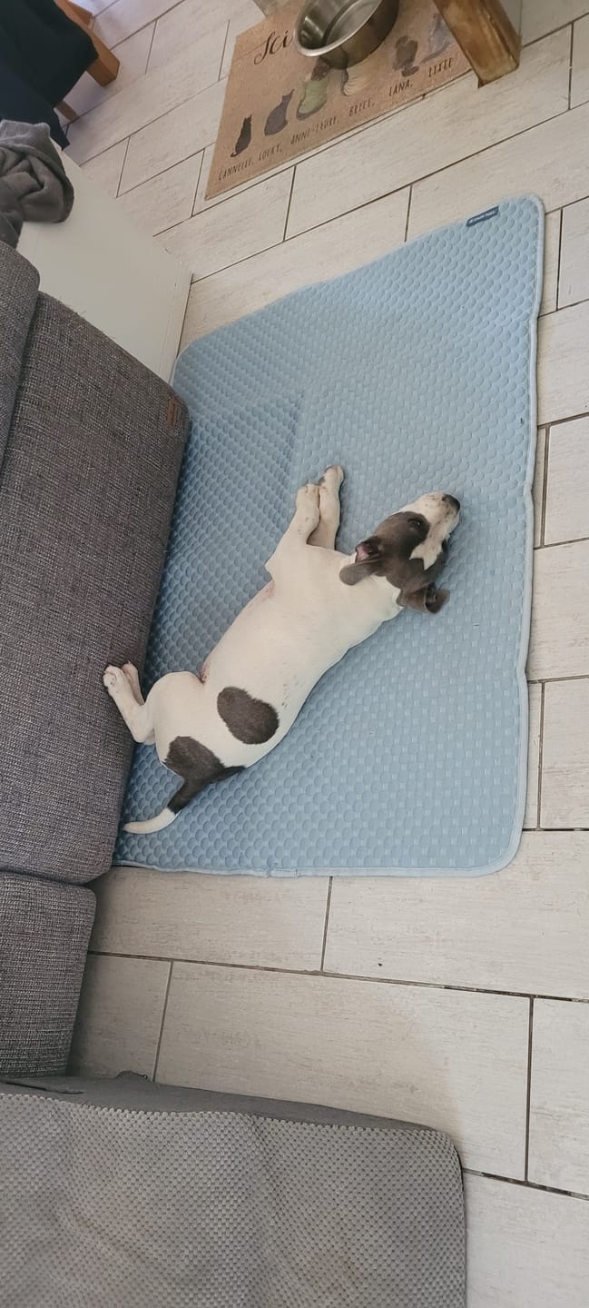 Customer photo review of Frostcore™ Cooling Mat 2 Pack