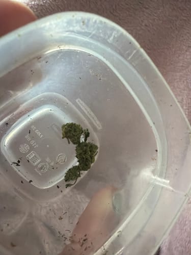 Elite Boutique Exotic Bolo Runtz - Bulk - Indica photo review