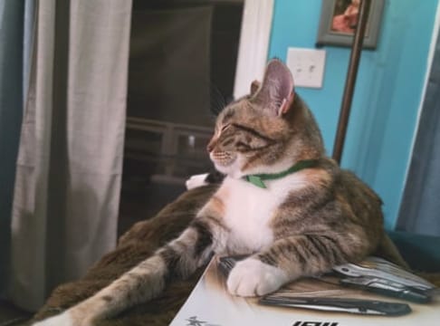 Customer photo review of Acoraza: Protege a tu michi de pulgas por 12 meses sin envenenar su sangre
