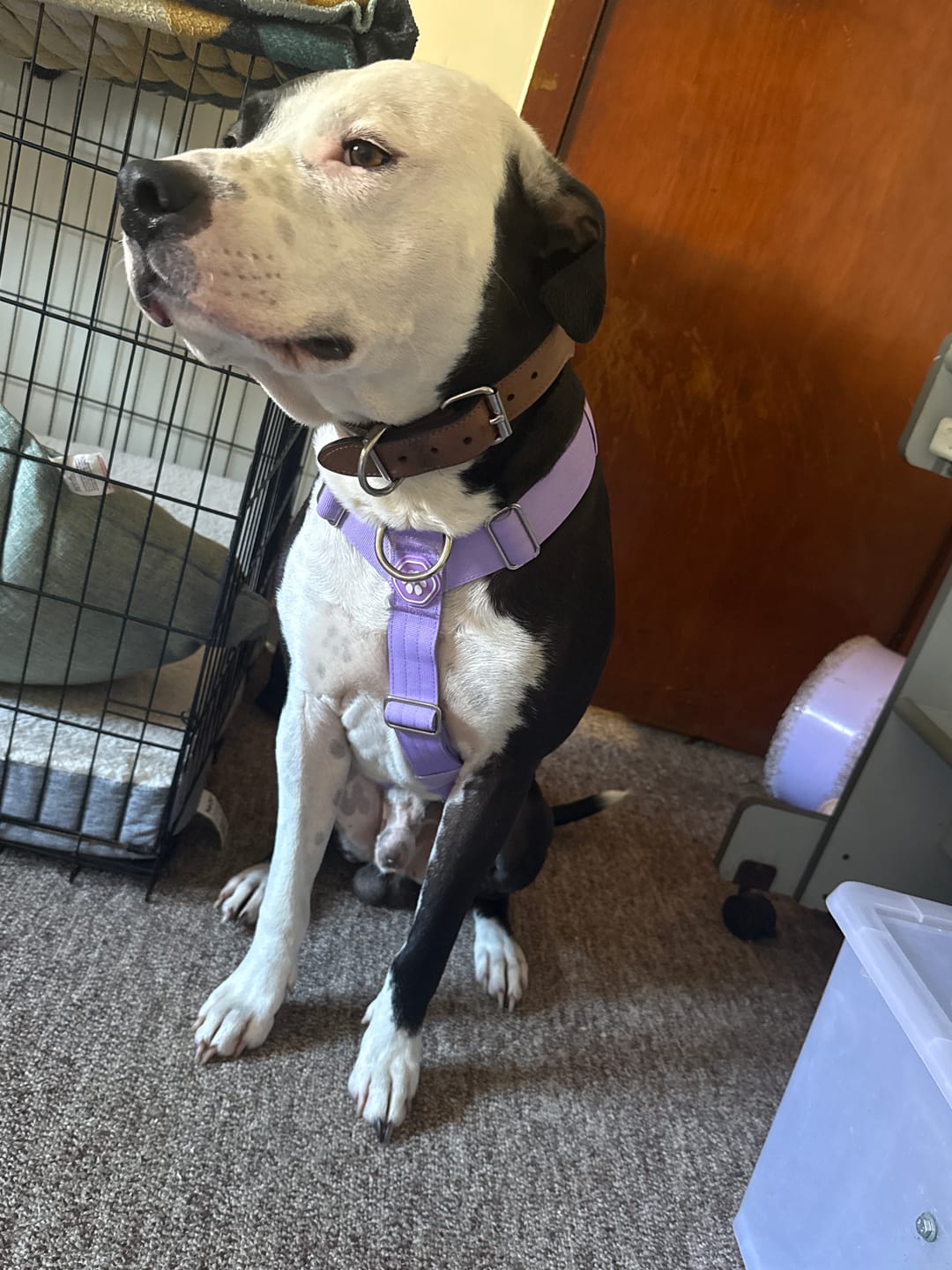 Customer photo review of Comfort Control™ No-Pull Dog Harness - Lilac