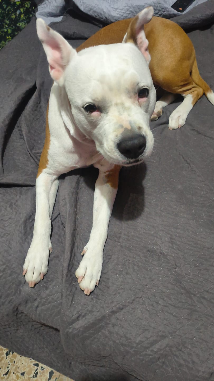 Customer photo review of SERESTO CANI +8 Kg - Liberati di Pulci e Zecche Per 8 Mesi!