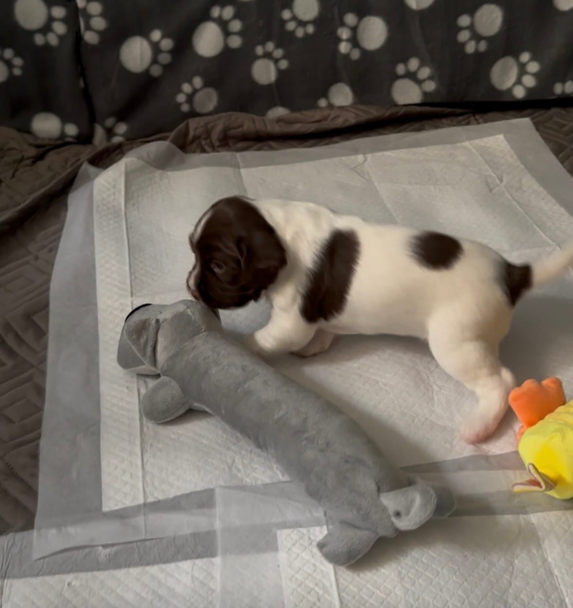 Customer photo review of Dogman - Hunden Egon m. Piv
