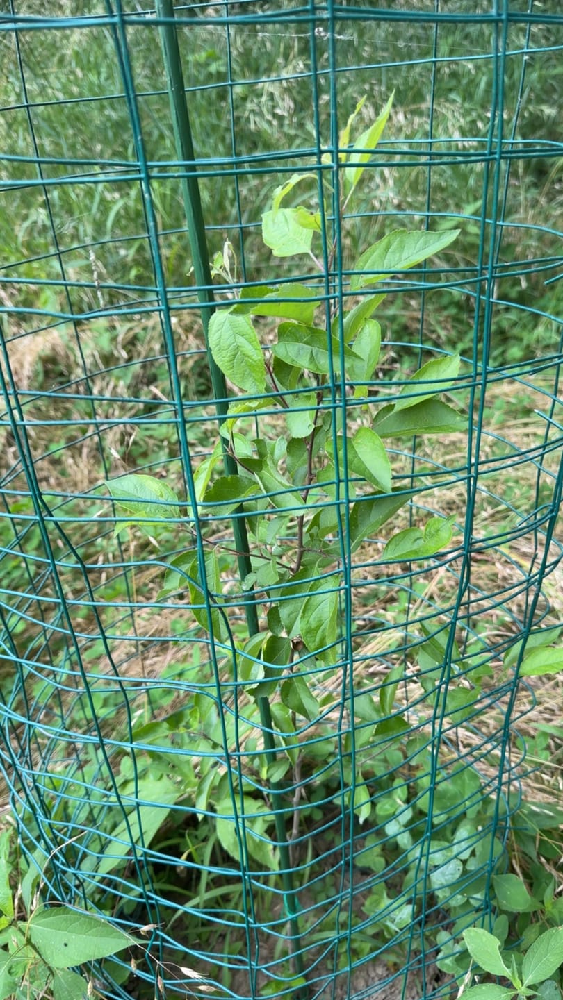 Customer photo review of Main Attraction™ Crabapple