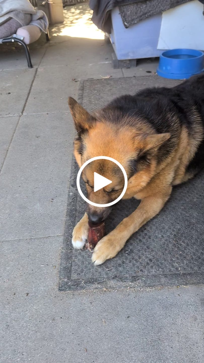 Customer video review of Himalayan Yak Cheese Chew Dog Treat
