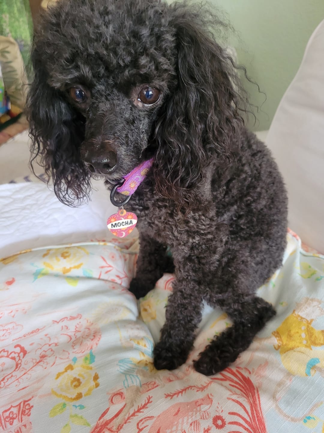Customer photo review of Collar - Sunsetional