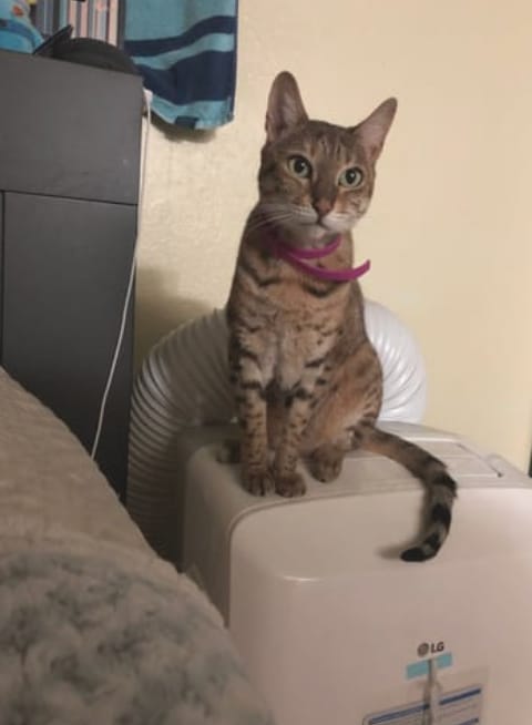 Customer photo review of Acoraza: Protege a tu michi de pulgas por 12 meses sin envenenar su sangre