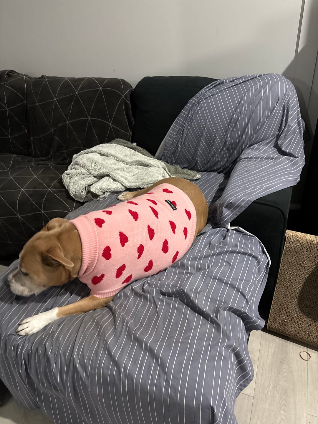 Customer photo review of Hearts Knit Dog Sweater