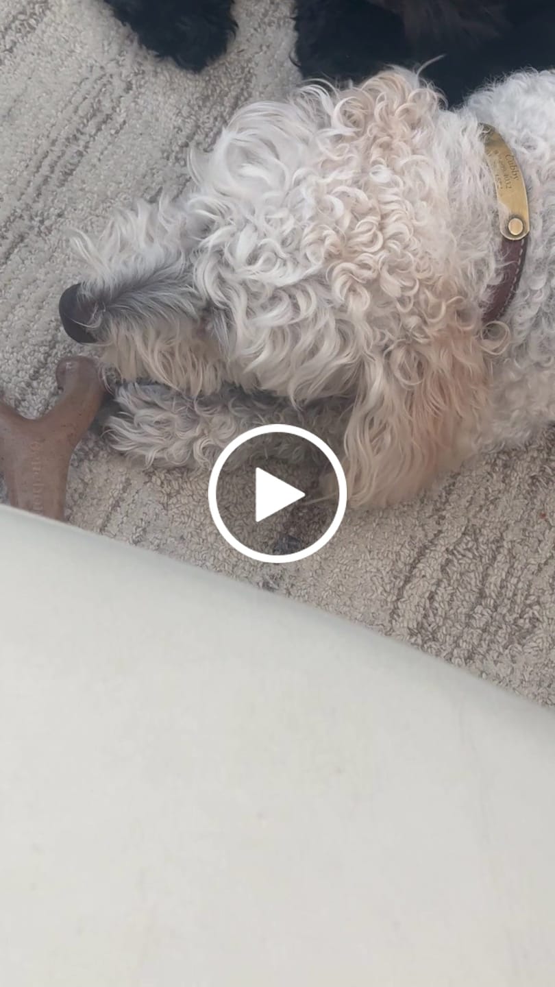 Customer video review of Blueberry Himalayan Yak Chews | Long-Lasting Natural Dog Chew