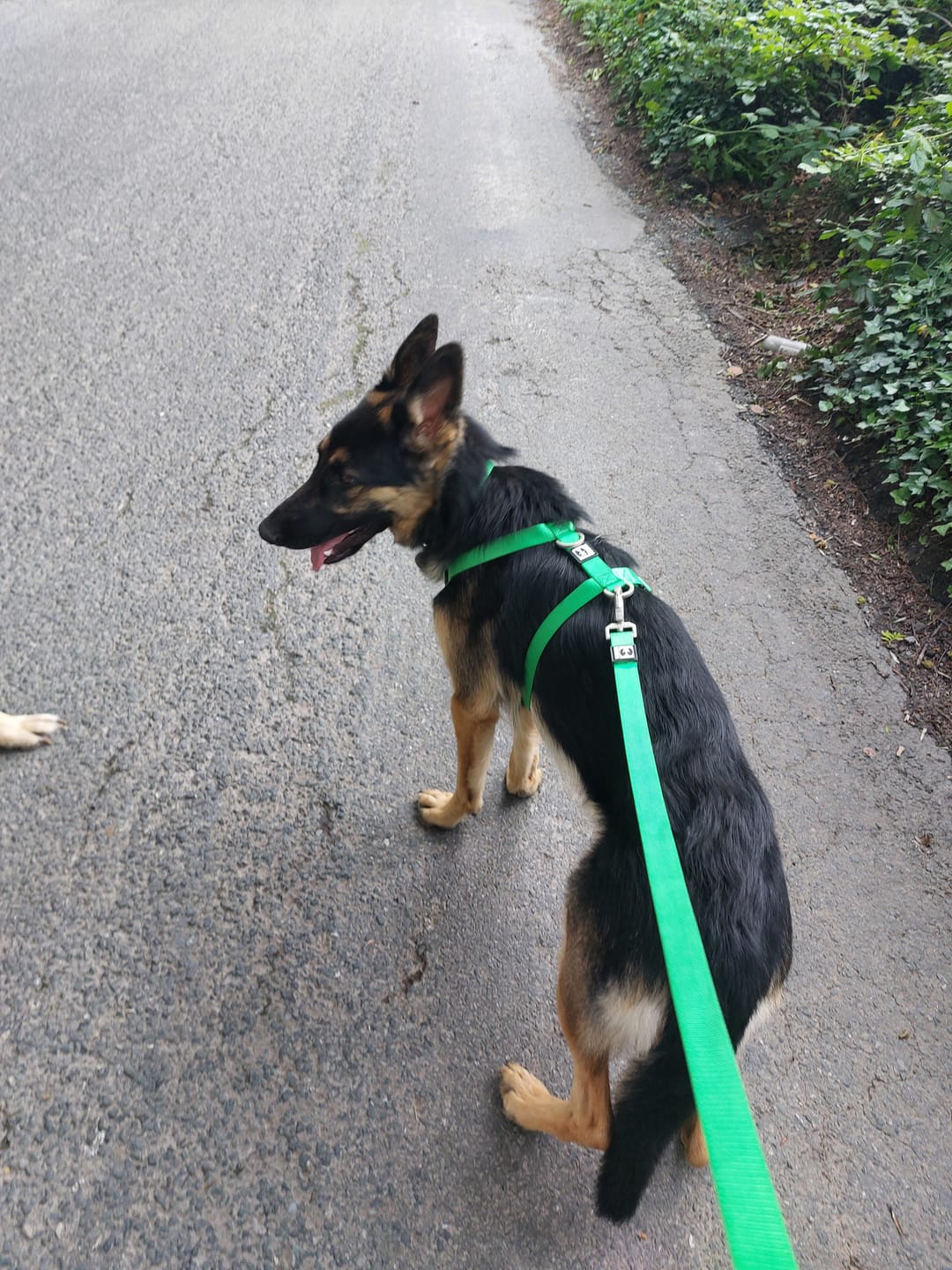 Customer photo review of Classic leash