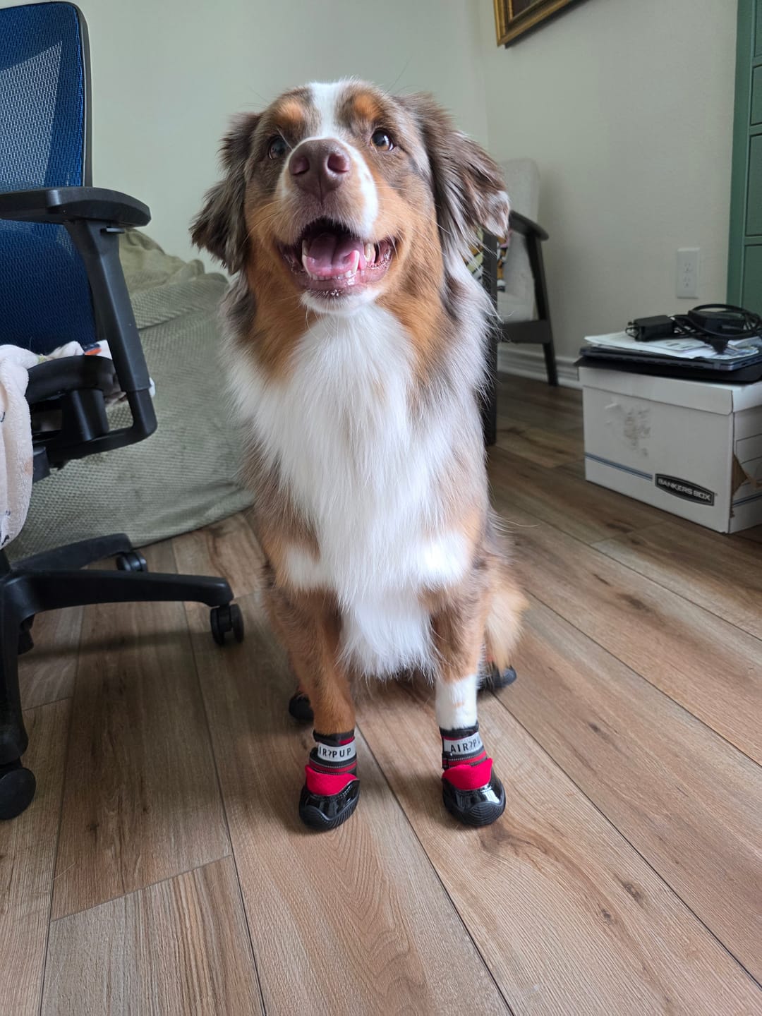 Customer photo review of AIR PUP DOG SHOES - SET OF 4