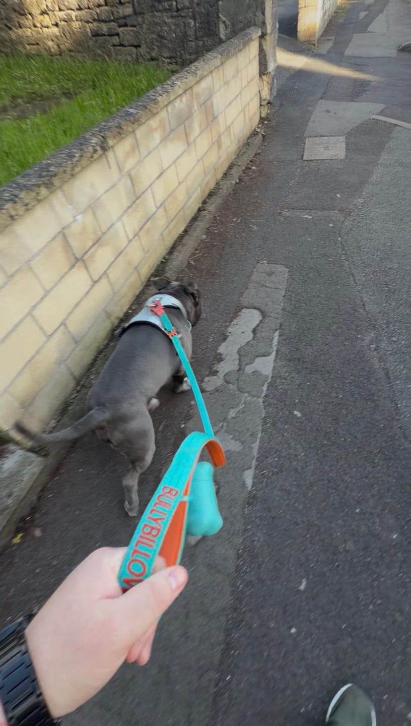 Customer photo review of Comfort Premium Harness | Non Restrictive - Metal Grey