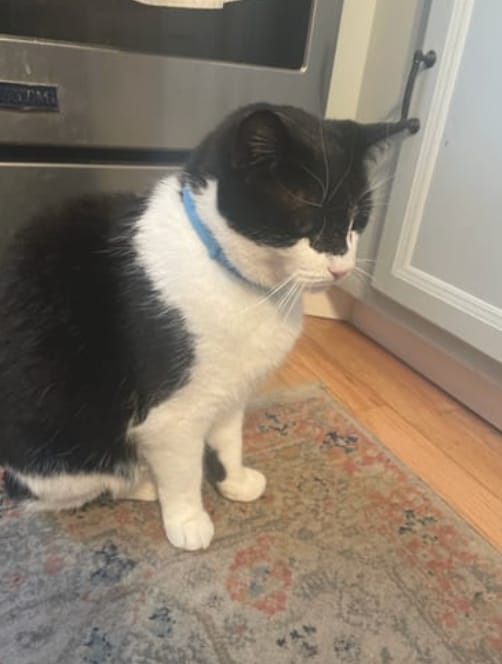 Customer photo review of Acoraza: Protege a tu michi de pulgas por 12 meses sin envenenar su sangre
