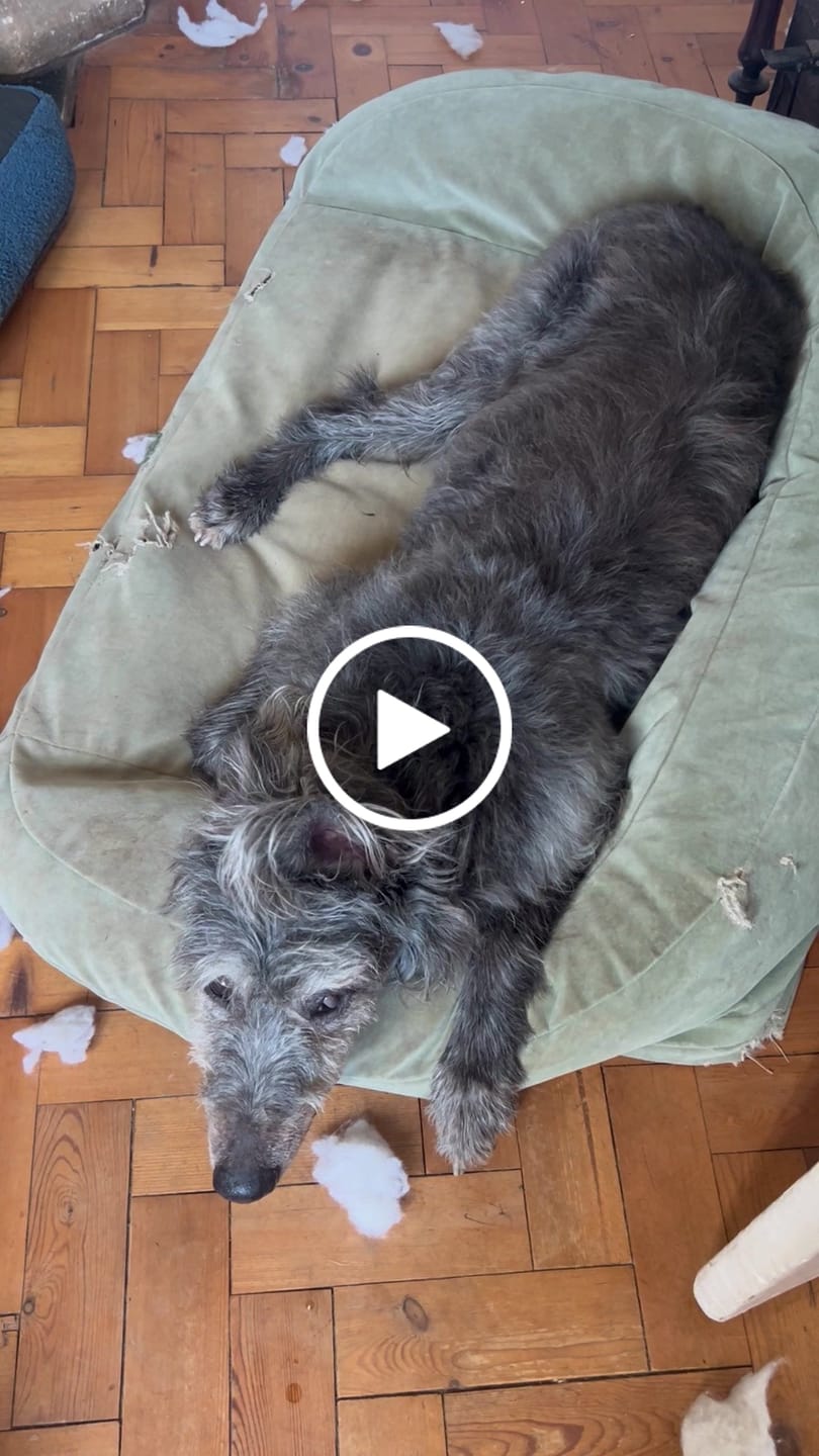 Customer video review of Luxury Dog Cooling Coat