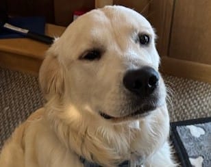 Customer photo review of 12-inch MONSTER Braided Bully Stick
