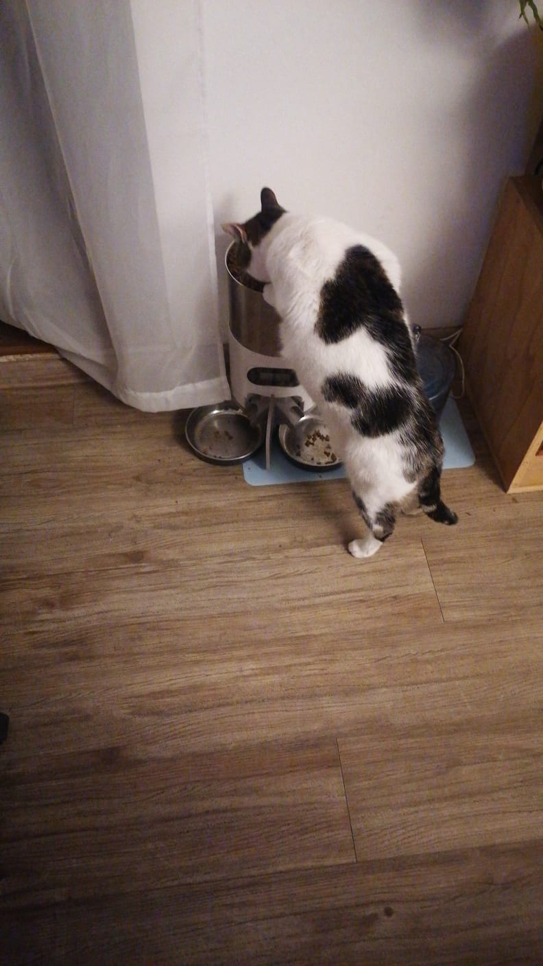 Customer photo review of MONGE GATO SENIOR CHICKEN 1.5KG