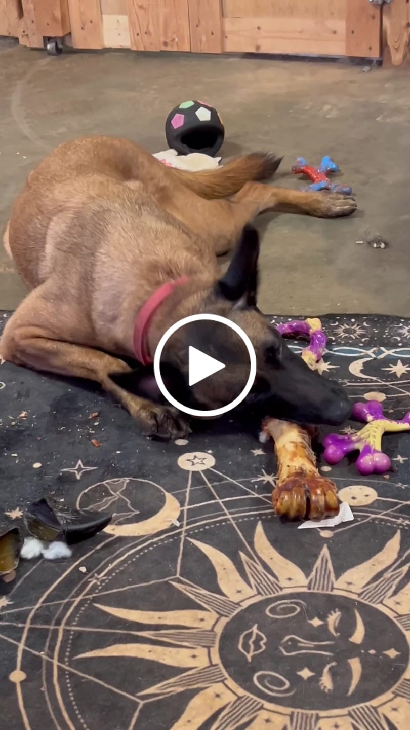 Customer video review of Smoked Beef Marrow Bone