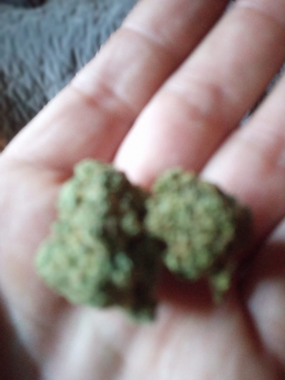 Customer photo review of Purple Punch - Bulk - Indica