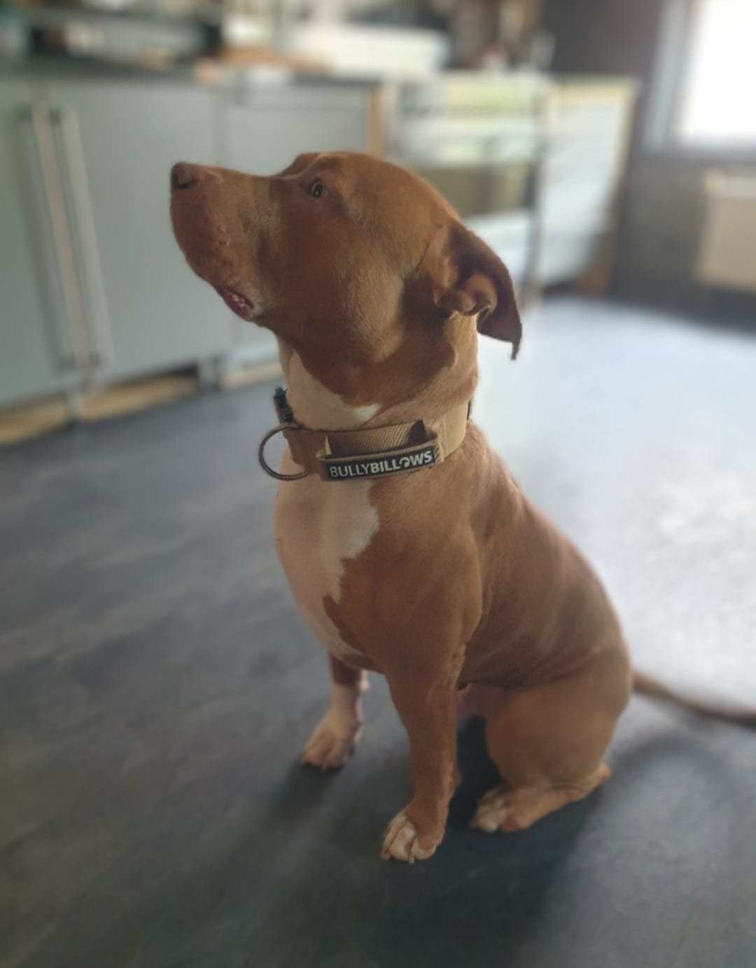 Customer photo review of 5cm Combat® Collar | With Handle & Secure Clip - Tan